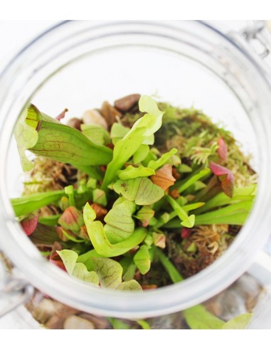 Sarracenia in terrarium