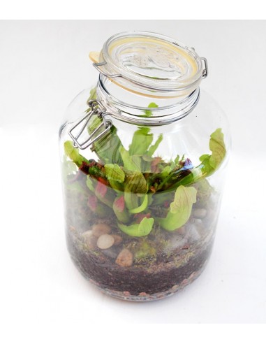 Sarracenia in terrarium