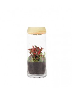 Piante verdi in terrarium...