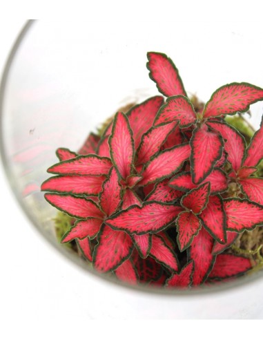 Piante verdi in terrarium con led Piante verdi in terrarium con led