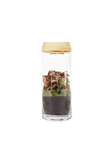 Piante verdi in terrarium con led Piante verdi in terrarium con led