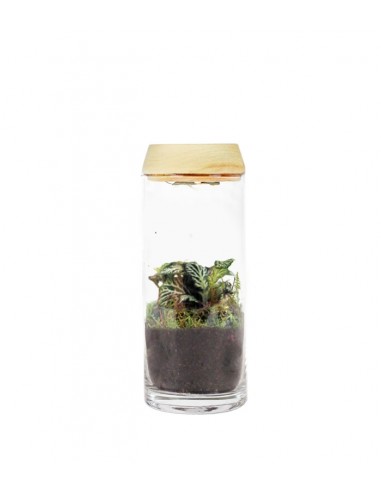 Piante verdi in terrarium con led Piante verdi in terrarium con led