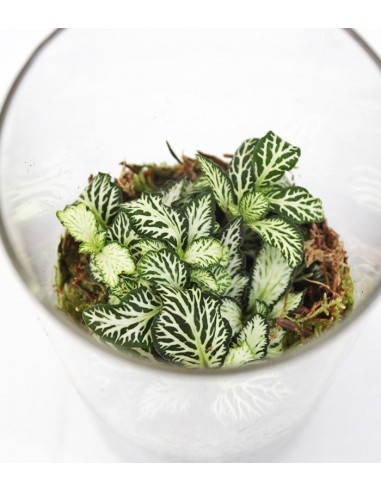 Piante verdi in terrarium con led Piante verdi in terrarium con led
