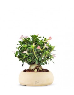 Adenium Obesum | rosa del...