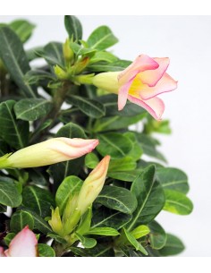 Adenium Obesum | rosa del... 2