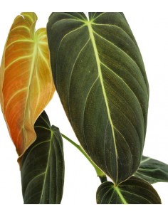 Philodendron melanochrysum 2