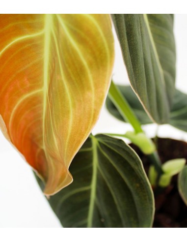 Philodendron melanochrysum