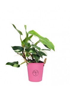 Filodendro White Princess