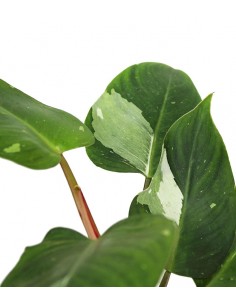 Filodendro White Princess 2