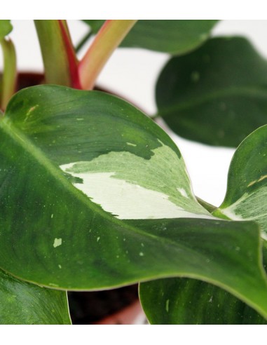 Filodendro White Princess