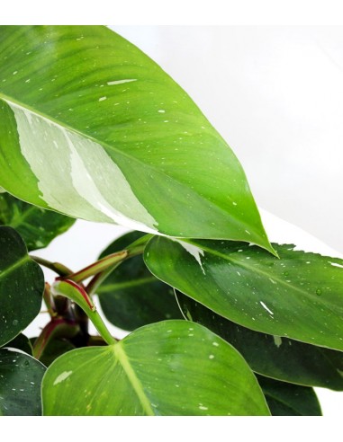 Filodendro White Princess