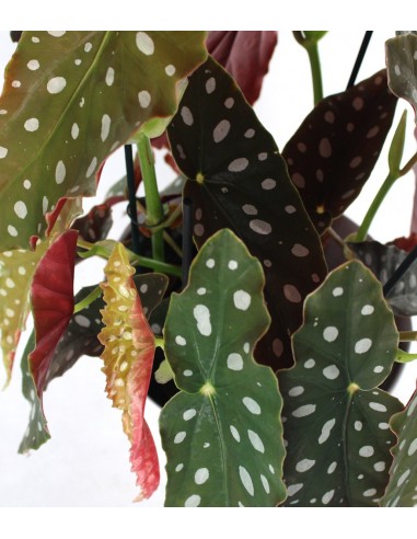 Begonia Maculata Wightii vaso 17