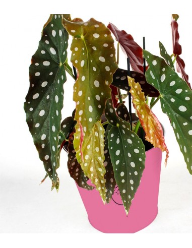 Begonia Maculata Wightii vaso 17