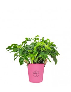 Monstera Minima vaso 17