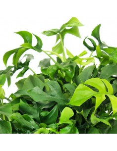 Monstera Minima vaso 17 2