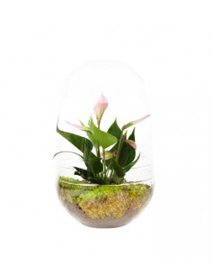 Anthurium uovo in vetro