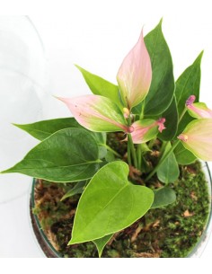 Anthurium uovo in vetro 2