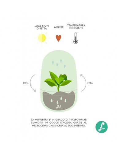 Anthurium uovo in vetro