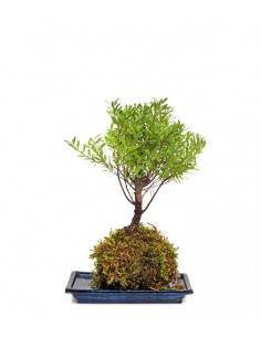 Mirto in kokedama