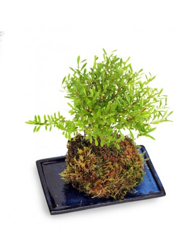 Mirto in kokedama