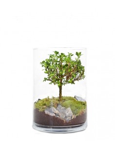 Serissa bonsai in terrarium