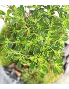 Serissa bonsai in terrarium 2