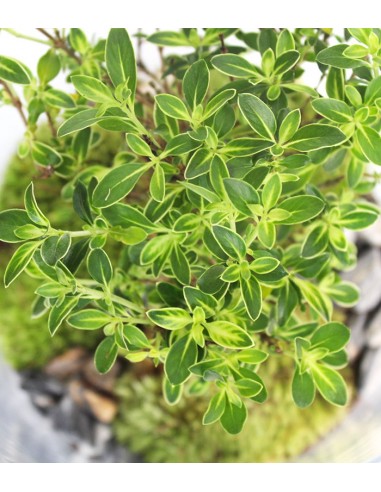 Serissa bonsai in terrarium Serissa bonsai in terrarium