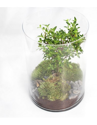 Serissa bonsai in terrarium Serissa bonsai in terrarium