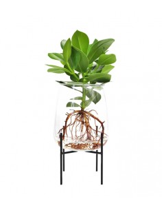 Clusia idroponica XL con...