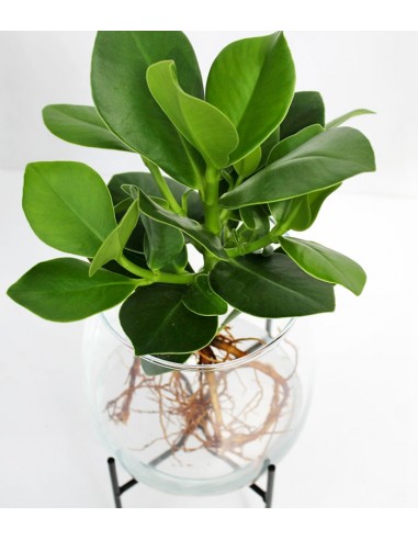 Clusia idroponica XL con supporto