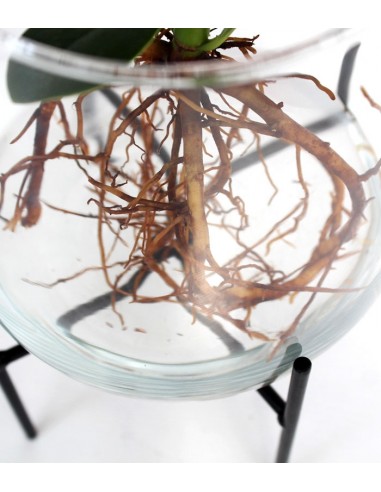 Clusia idroponica XL con supporto