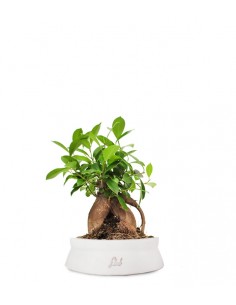 Ficus Retusa Bonsai M