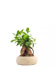 Ficus Retusa Bonsai M 2