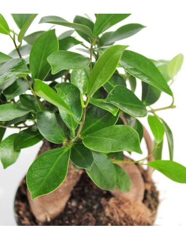 Ficus Retusa Bonsai M