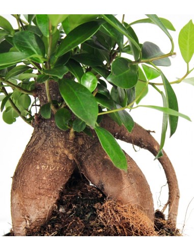Ficus Retusa Bonsai M