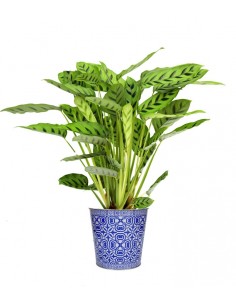 Calathea Leopardina vaso 17...