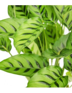 Calathea Leopardina vaso 17... 2