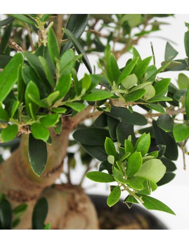 Olivo esemplare 14 anni