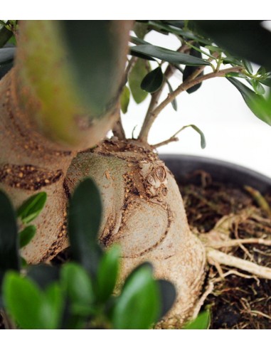 Olivo esemplare 14 anni