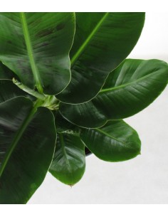 Pianta di Banano diametro 17 2