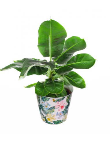 Pianta di Banano diametro 17