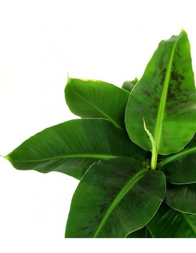 Pianta di Banano diametro 17