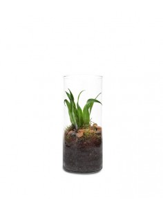 Dracena in vetro