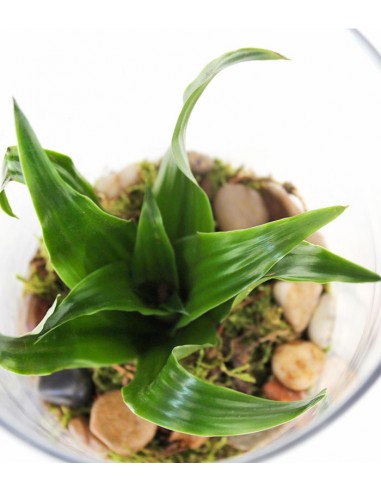 Dracena in vetro Dracena in vetro