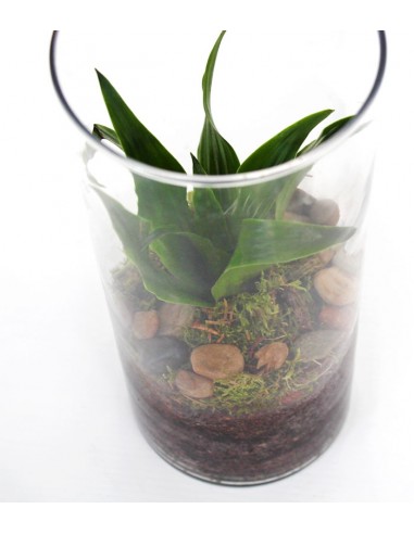 Dracena in vetro Dracena in vetro