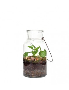 Pilea in terrarium