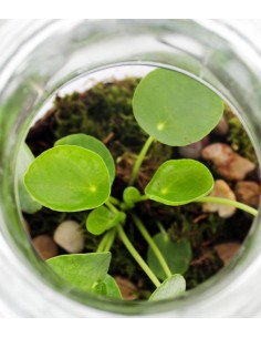 Pilea in terrarium 2