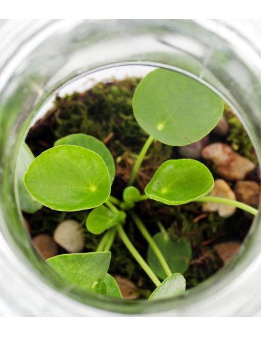 Pilea in terrarium Pilea in terrarium