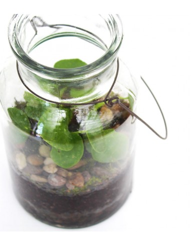 Pilea in terrarium Pilea in terrarium