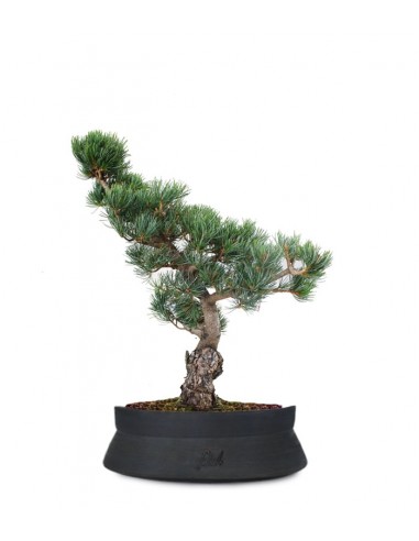 Pino Parviflora Pentaphylla Bonsai L Pino Parviflora Pentaphylla Bonsai L